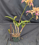 Stormara Graf's Honey (6"p)<br>(Blc. Carolina Golden 'D'or Naranja' x Mcp. thomsoniana)