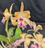 Stormara Graf's Honey (6"p)<br>(Blc. Carolina Golden 'D'or Naranja' x Mcp. thomsoniana)