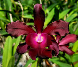 Stormara Eva Krisel's SunCoast Kiss (6"b) From Seed<br> (Rhyncattleanthe SunCoast's Lovely Red × Myrmecophila exaltata)