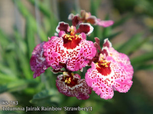 Tolumnia Jairak Rainbow 'Strawberry' (1"p)