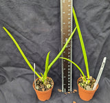 Trichocentrum (Oncidium) Kunine (2"p)<br>(Onc. cebolleta x splendidum)