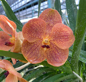 V. Sonia Daccach 'No. 362' (3" basket) Meristem