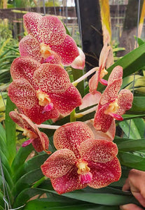 Vanda (Keeree's Delight-Taveesuksa x Surat's Best) (3"b) Meristem