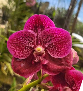 Vanda Dino Dream 'No. 71' (3"b)