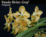 Vanda Heinz Graf (3"b) <br> Vanda (Golden Peddler x Indio Guaicaipuro)