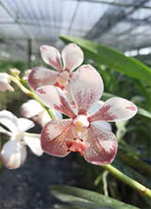 Vanda (Jiraprapa x luzonica) (3"b) From Seed