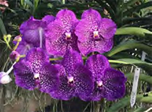 Vanda Margarita Louis-Dreyfus 'No. 1342' (3" basket) Meristem