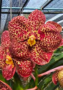 Vanda Razarudin Husain 'Fire Leopard' (3"b)