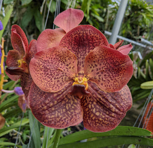 Vanda Rujiroj No.3 (3"b)