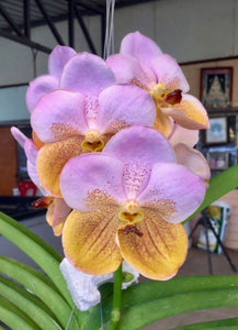 Vanda (Thonglor-Sand x Suksamran Gold) (3" basket) Meristem