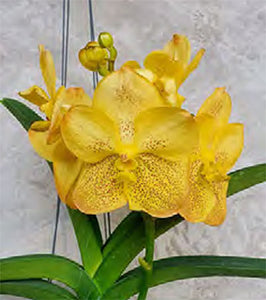 Vanda Udom Gold x Thai Spots (3"b) Meristem
