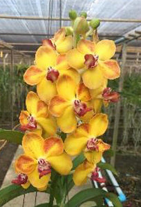 Vanda Mem. Thianchai x Rhy gigantea  from seed (3"b)