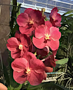 Vanda Chris Ingram No 533 (3"p)