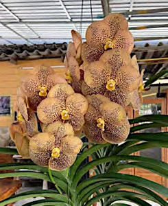 Vanda His Majesty KingCharles III  (3"p)