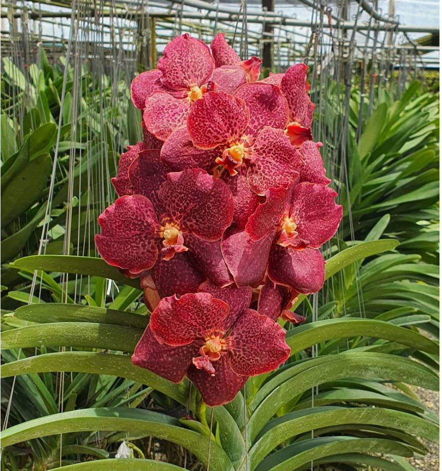 新品★アンソニー・ラム WILD ORCHIDS of BORNEO★セット Amazon.com : Angraecum Leonis, Leon's Angraecum, Flat Fan