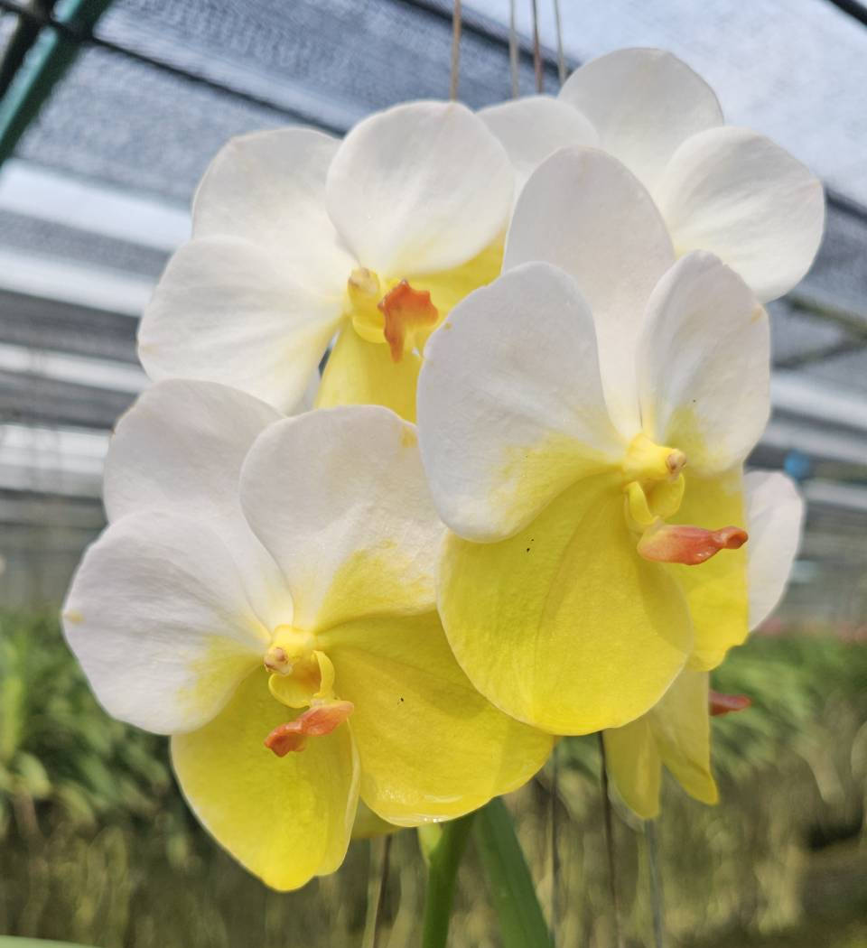 新品★アンソニー・ラム WILD ORCHIDS of BORNEO★セット JungleMistOrchids - Etsy