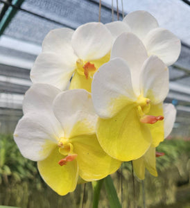 Vanda (Nopporn Gold x Renu Gold) No.657 (3"b)