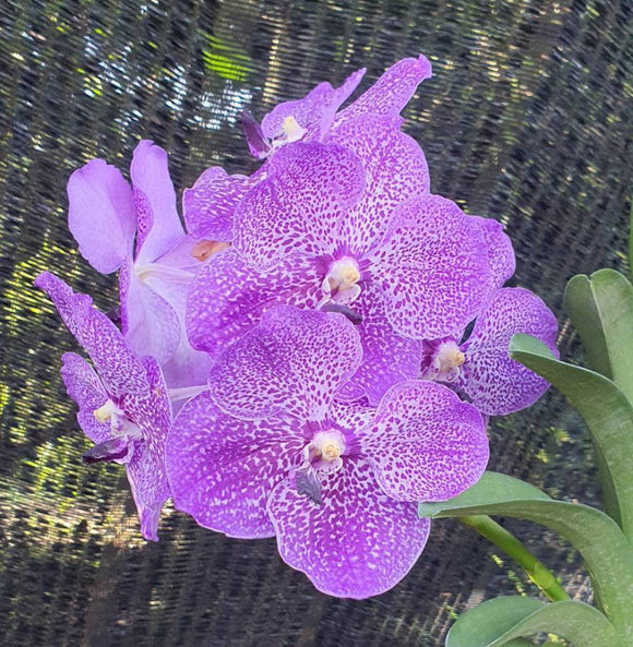 Vanda Saowapa Diamond