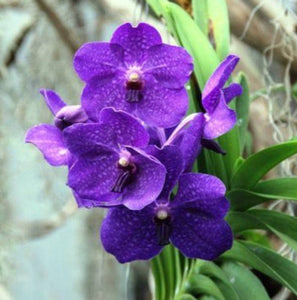 Vanda Savita Blue (3"b)