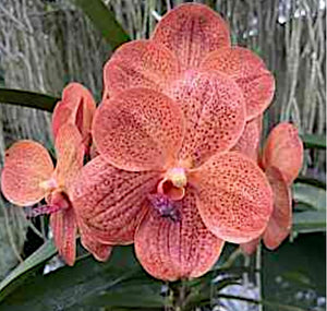 Vanda Sonia Daccach No. 421 (3"p)