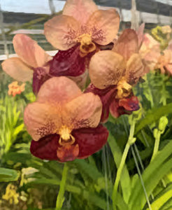 Vanda Suvanabhumi Carnival No. 458 (3"p)