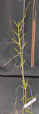 Vanda teres alba, large (BR)