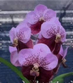 Vanda (Thonglor x Taveesuksa) (3"p)