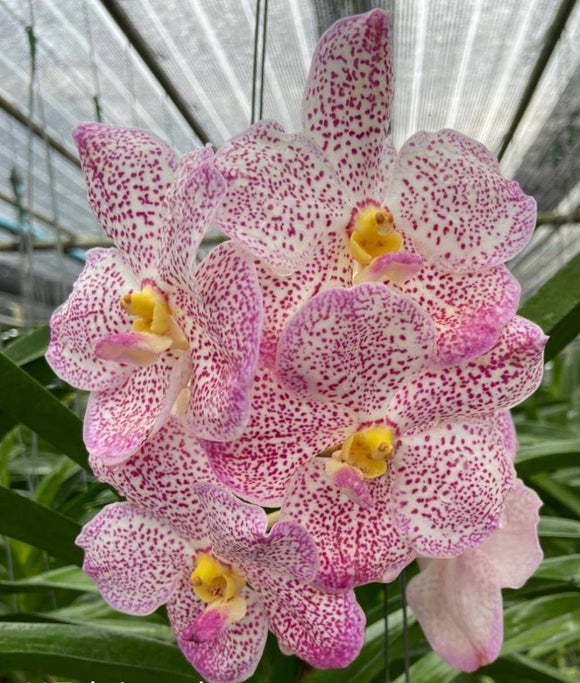 Vanda (Tubtim Velvet x Nongkham) No.289 (3