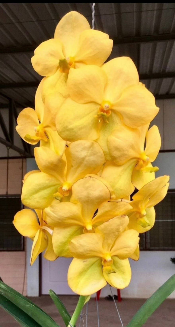 Vanda Viboon Yellow (3