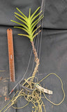 Vanda cristata seedlings(3"b)