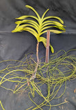 Vanda merrillii  (bare root) Large Plant