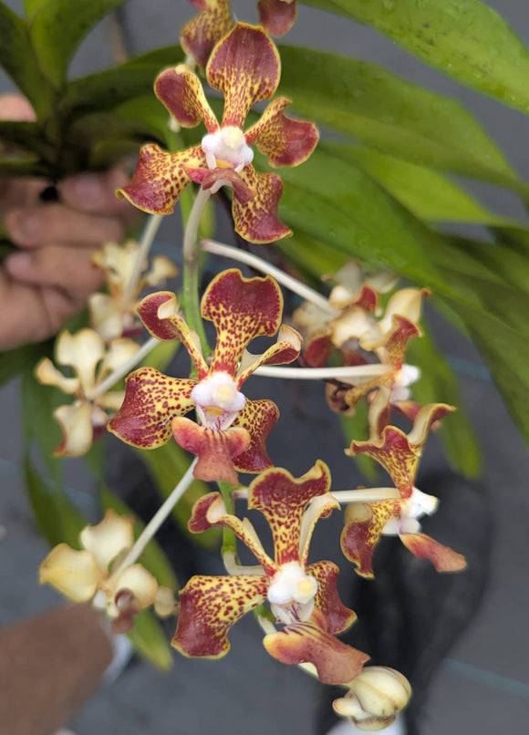 Vanda merrillii  (bare root) Large Plant