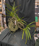 Vanda sanderiana Alba x sib (Extra large plant in spike)