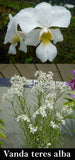 Vanda teres alba, small (BR)