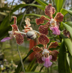 Vanda tricolor 'Jan's Favorite' Bare Root