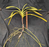 Vanda tricolor var suavis (large bare root)