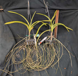 Vanda tricolor var suavis x sibling (3"b)