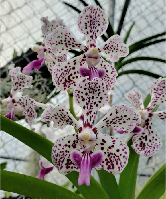 Vanda tricolor var suavis x sibling (3