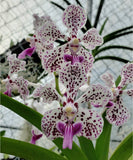 Vanda tricolor var suavis (large bare root)