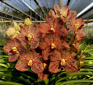 Vanda (tesellata x Pudtarn x Yip Sum Wah) (3"p)