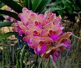 Wuttiphanara Manoonya Orange Fancy Pink Lip  (3"b) Meristem