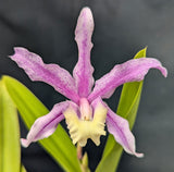 Fergusonara Graf's Freckle (5"p) <br> (Lc. Tanya Duncan 'Seattle Blues' x Sch. lyonsii)