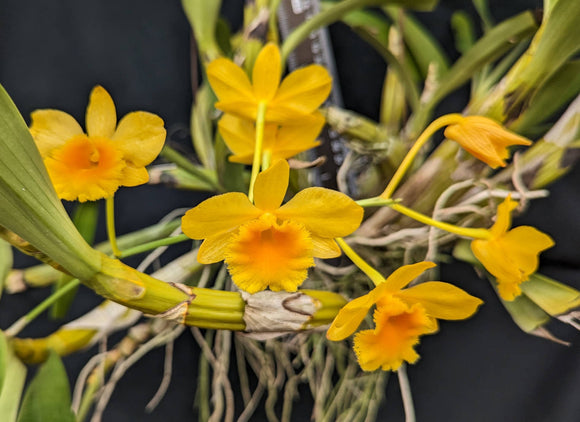 Dendrobium chrysotoxum (3