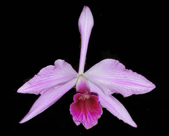 Laelia purpurata color (6