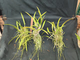 Blc. Only Cucu (m) <br>(Brassavola cucullata x Blc. Oconee)