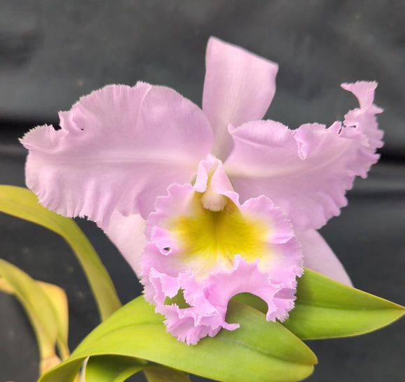Rlc. Graf's Perlas <br> Bc. Folies Bergeres x <br> Blc. Eagle Eye 'Old Victory'  (5