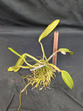 Cattleya lueddemanniana 'Graf's Picotee' (BR)