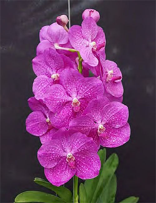 Vanda Siriporn Pink (3