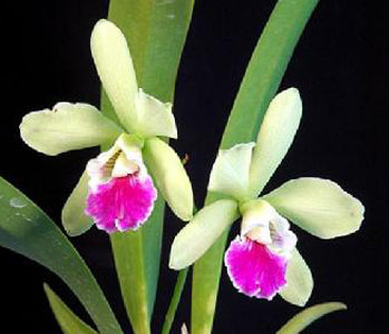 Epicatt. El Hatillo 'Pinta' <br> (Meristem) (5