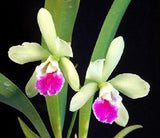 Epicatt. El Hatillo 'Pinta' <br> (Meristem) (5" pot)
